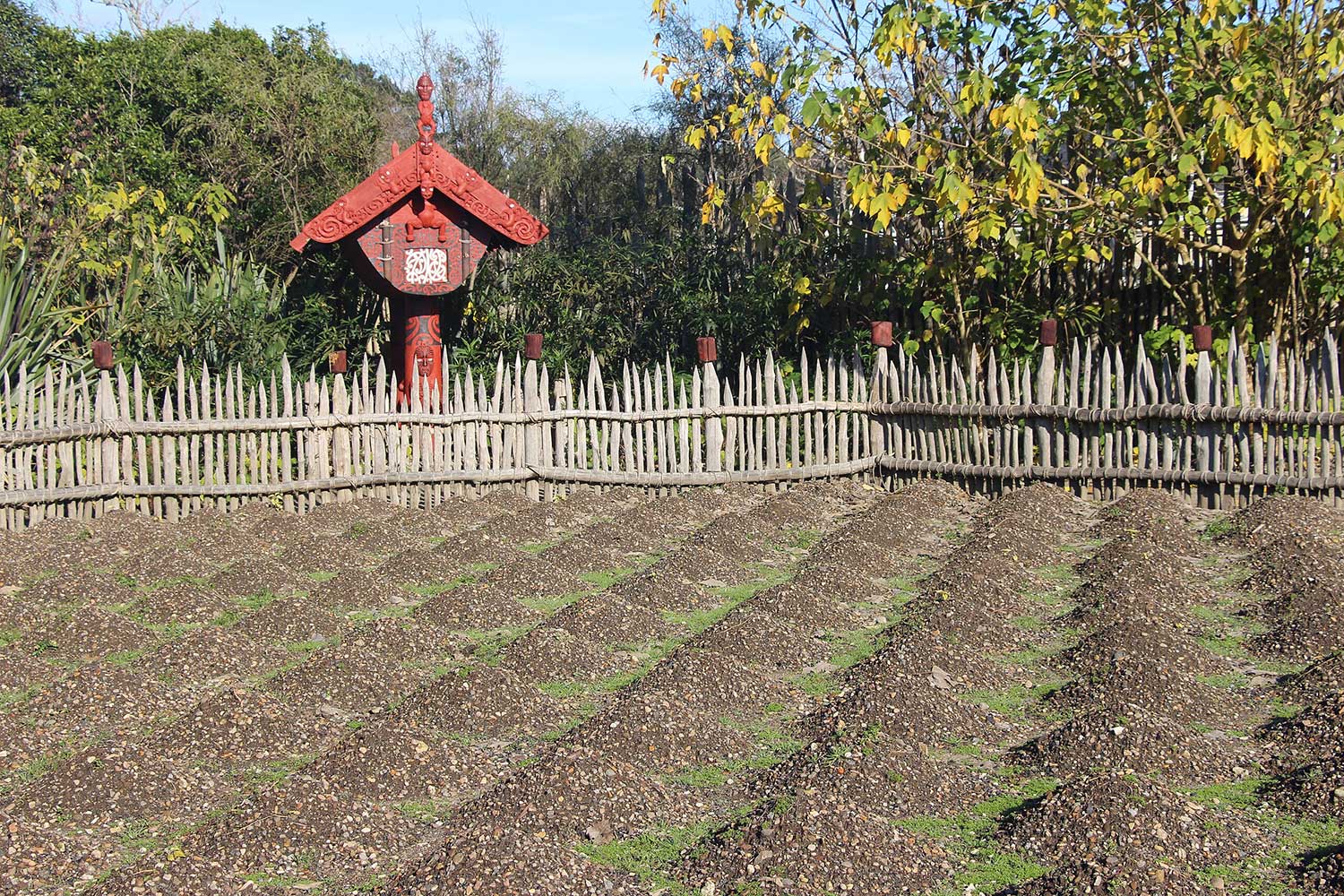 Te Parapara Māori Garden, Hamilton Gardens, Aotearoa New Zealand. Photo: Podzemnik, Wikipedia