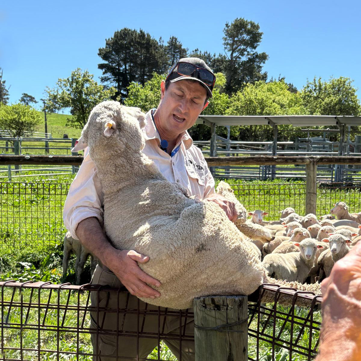 Mondumo-Australia-Tour-sheep-farming-IMG_1818-1200pxsq